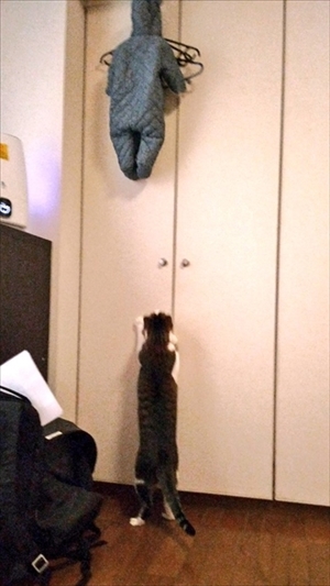 子どもを助けようとする猫