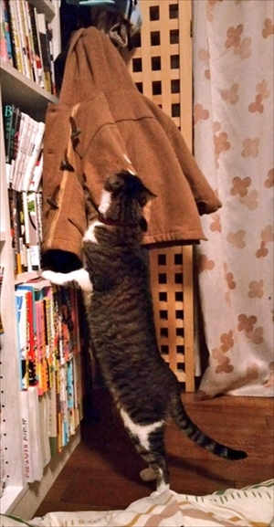 子どもを助けようとする猫