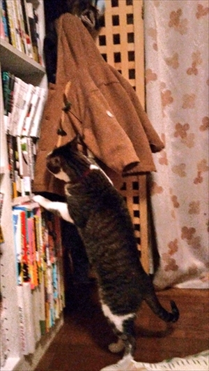 子どもを助けようとする猫