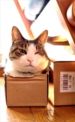 子どもを助けようとする猫