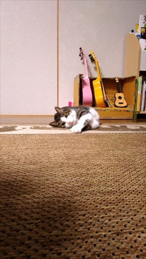 子どもを助けようとする猫