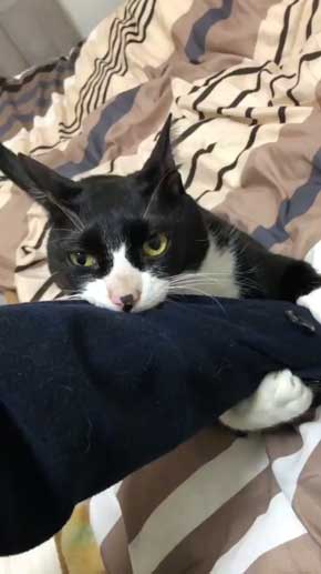 阻止ねこ