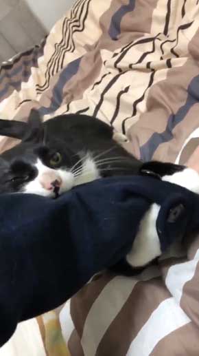 飼い主 仕事行く 阻止 猫 腕 かむ 抱きつく ハグ