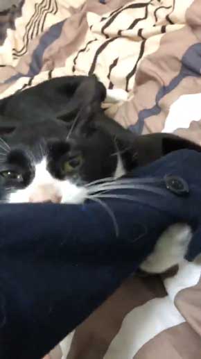 飼い主 仕事行く 阻止 猫 腕 かむ 抱きつく ハグ