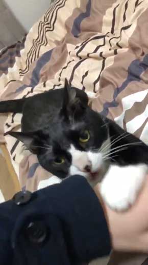 飼い主 仕事行く 阻止 猫 腕 かむ 抱きつく ハグ