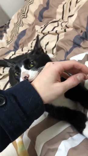 飼い主 仕事行く 阻止 猫 腕 かむ 抱きつく ハグ