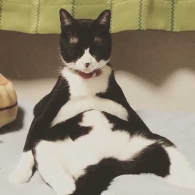 飼い主 仕事行く 阻止 猫 腕 かむ 抱きつく ハグ