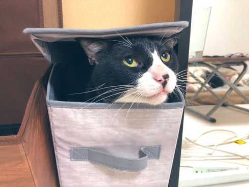 飼い主 仕事行く 阻止 猫 腕 かむ 抱きつく ハグ