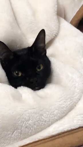 飼い主 仕事行く 阻止 猫 腕 かむ 抱きつく ハグ