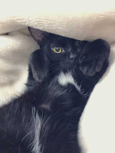 飼い主 仕事行く 阻止 猫 腕 かむ 抱きつく ハグ