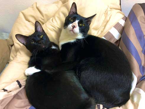 飼い主 仕事行く 阻止 猫 腕 かむ 抱きつく ハグ