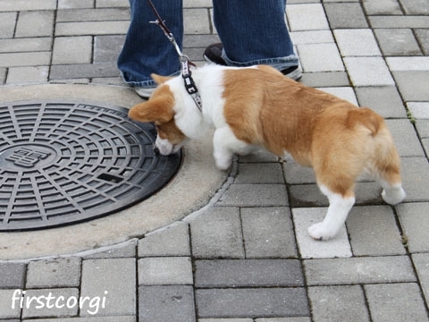 初めてのコーギー
