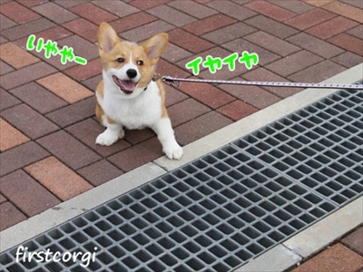 初めてのコーギー