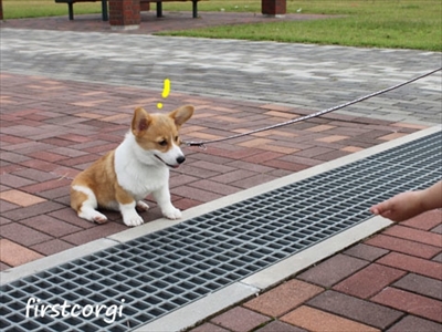 初めてのコーギー