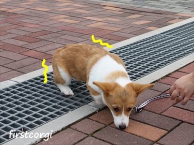 初めてのコーギー