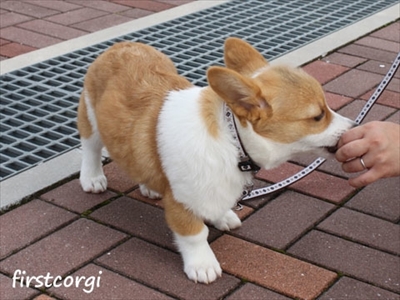 初めてのコーギー