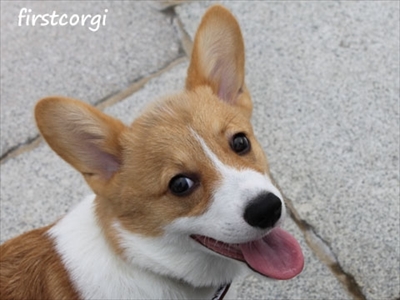 初めてのコーギー