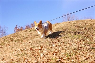 初めてのコーギー