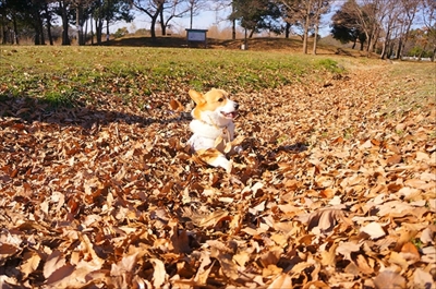 初めてのコーギー