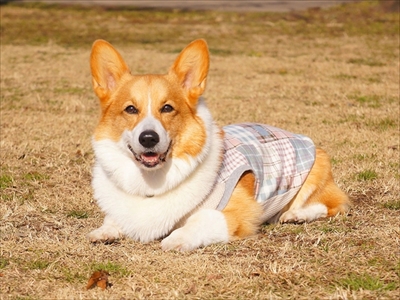 初めてのコーギー