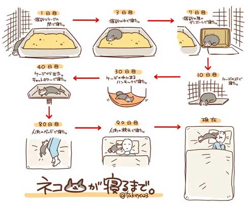 猫 拾ってから 現在 一緒 寝るまで 90日 下僕 イラスト