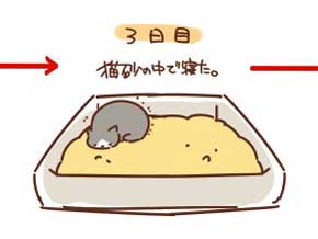 猫 拾ってから 現在 一緒 寝るまで 90日 下僕 イラスト