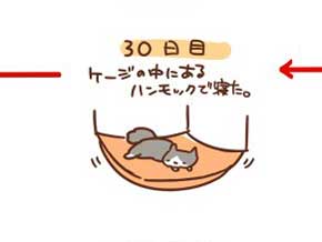 猫 拾ってから 現在 一緒 寝るまで 90日 下僕 イラスト