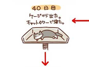 猫 拾ってから 現在 一緒 寝るまで 90日 下僕 イラスト