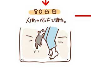 猫 拾ってから 現在 一緒 寝るまで 90日 下僕 イラスト