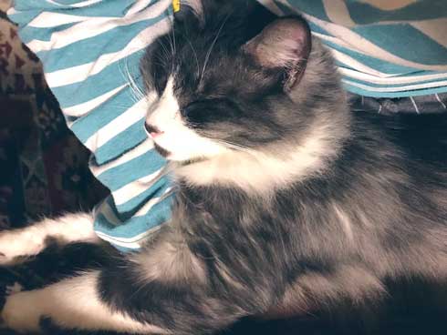 猫 拾ってから 現在 一緒 寝るまで 90日 下僕 イラスト