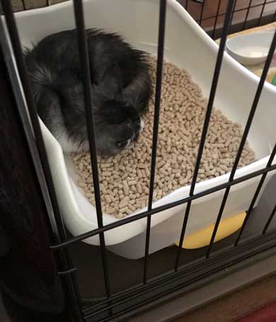 猫 拾ってから 現在 一緒 寝るまで 90日 下僕 イラスト