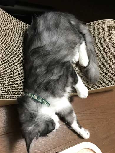 猫 拾ってから 現在 一緒 寝るまで 90日 下僕 イラスト