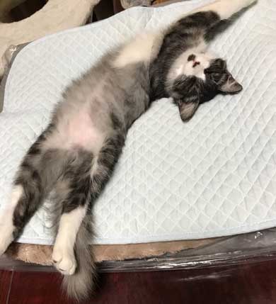 猫 拾ってから 現在 一緒 寝るまで 90日 下僕 イラスト