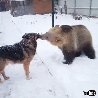 はしゃぐクマさん