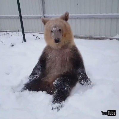 はしゃぐクマさん