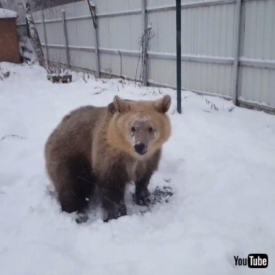はしゃぐクマさん