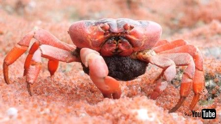 お食事中のカニさん