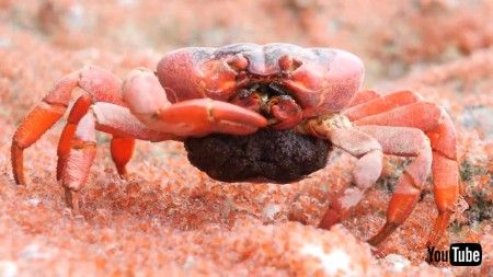 お食事中のカニさん