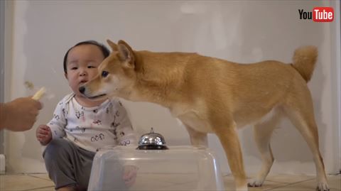 犬