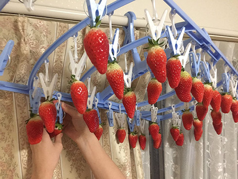 いちご狩り イチゴ 彼女