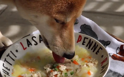 ヤギミルクシチューを食べる