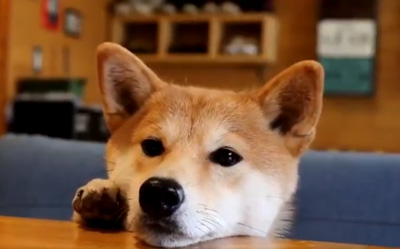 ご飯待ち顔アップ