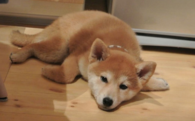 ちびぷんちゃん