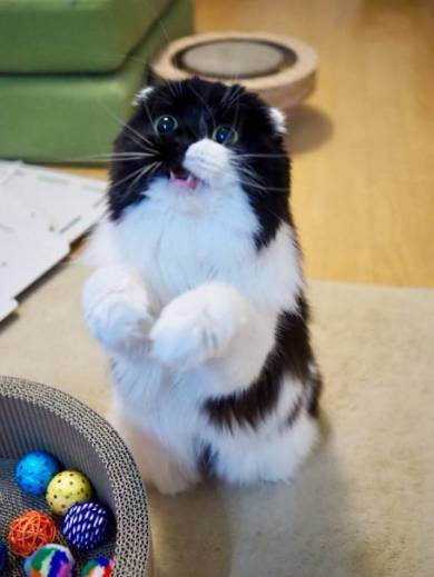 すこんぶちゃん