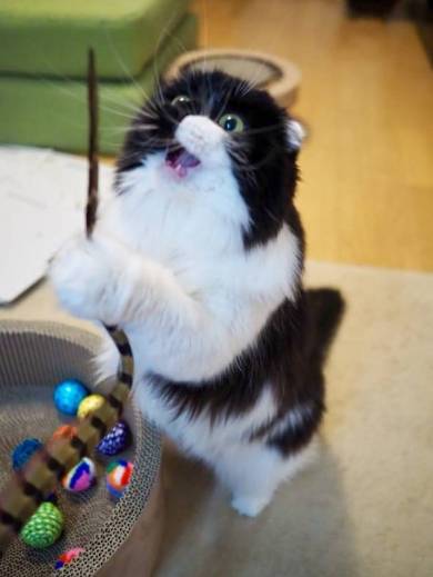 すこんぶちゃん