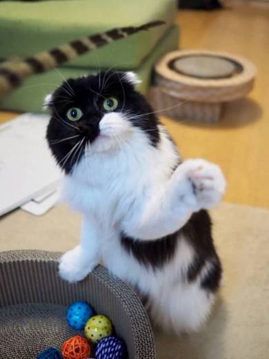 すこんぶちゃん