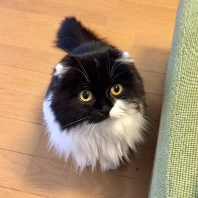 すこんぶちゃん