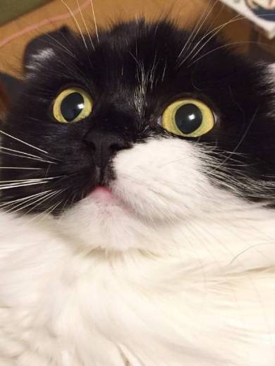 すこんぶちゃん