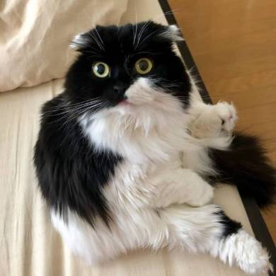 すこんぶちゃん