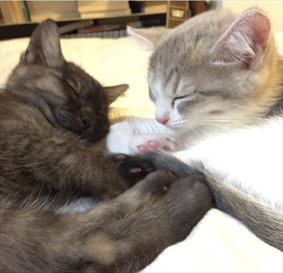 こねこのドレイ